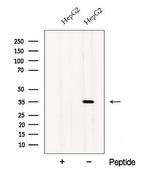 CWC15 Polyclonal Antibody