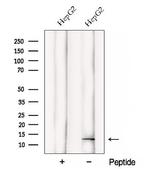 DDA1 Polyclonal Antibody