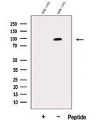 DHX15 Polyclonal Antibody