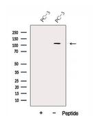 DHX36 Antibody in Western Blot (WB)