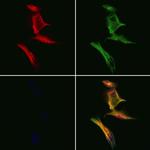 DMXL2 Polyclonal Antibody