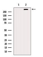 DMXL2 Antibody in Western Blot (WB)