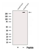 DMXL2 Antibody in Western Blot (WB)