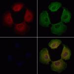 DNAJC11 Polyclonal Antibody