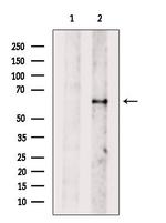 DNAJC11 Antibody in Western Blot (WB)