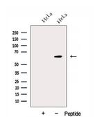 DNAJC11 Antibody in Western Blot (WB)