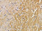 DNAJC21 Antibody in Immunohistochemistry (Paraffin) (IHC (P))