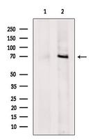 DNAJC21 Antibody in Western Blot (WB)