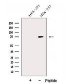DNAJC21 Antibody in Western Blot (WB)