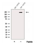 DOCK3 Polyclonal Antibody