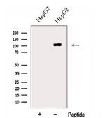 DSE Polyclonal Antibody