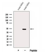 DUSP7 Polyclonal Antibody