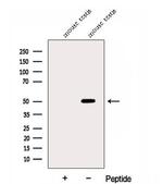 DYNC1LI2 Antibody in Western Blot (WB)
