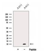 Dynein Polyclonal Antibody