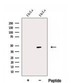 EAF1 Polyclonal Antibody