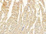 EHD3 Polyclonal Antibody