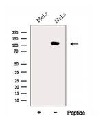 EMILIN1 Polyclonal Antibody