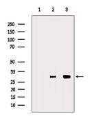 ENOPH1 Polyclonal Antibody