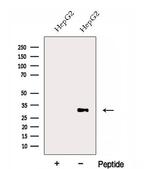 ERGIC1 Antibody in Western Blot (WB)