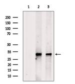 ERGIC1 Polyclonal Antibody