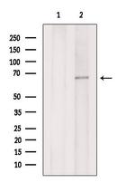 EYA3 Polyclonal Antibody