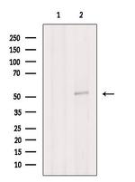 FAM124B Antibody in Western Blot (WB)
