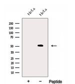 FAM124B Antibody in Western Blot (WB)