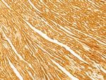 FAM92A1 Antibody in Immunohistochemistry (Paraffin) (IHC (P))