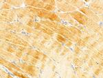 FAM92A1 Antibody in Immunohistochemistry (Paraffin) (IHC (P))