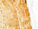 FAM92A1 Antibody in Immunohistochemistry (Paraffin) (IHC (P))