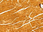 FAM92A1 Antibody in Immunohistochemistry (Paraffin) (IHC (P))