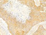 FAM92A1 Antibody in Immunohistochemistry (Paraffin) (IHC (P))