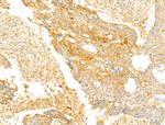FAM92A1 Antibody in Immunohistochemistry (Paraffin) (IHC (P))