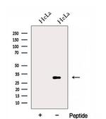 FAM92A1 Antibody in Western Blot (WB)