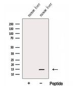 FAU Polyclonal Antibody