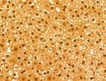 FBXL14 Antibody in Immunohistochemistry (Paraffin) (IHC (P))