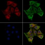 FKBP14 Polyclonal Antibody