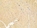 FKBP14 Antibody in Immunohistochemistry (Paraffin) (IHC (P))