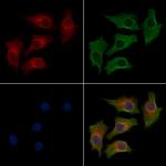 FOXRED1 Polyclonal Antibody