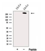 GOLGB1 Antibody in Western Blot (WB)
