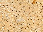 GINS3 Antibody in Immunohistochemistry (Paraffin) (IHC (P))