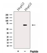 GPAA1 Polyclonal Antibody