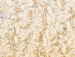 GPR177 Polyclonal Antibody