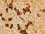 GPX8 Antibody in Immunohistochemistry (Paraffin) (IHC (P))