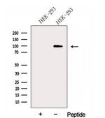 HEATR2 Antibody in Western Blot (WB)