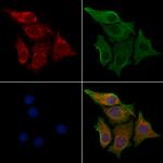 IDI1 Polyclonal Antibody