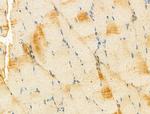 IDI1 Antibody in Immunohistochemistry (Paraffin) (IHC (P))