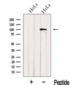 Importin 13 Polyclonal Antibody