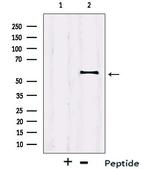 IRF2BP2 Antibody in Western Blot (WB)