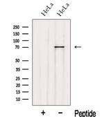 IVNS1ABP Polyclonal Antibody